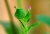 Irishflowers_10.jpg