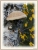 Pilz mit Herbstaub.JPG