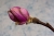 Magnolie_2.jpg