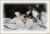 Schneetroll.JPG