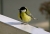 Meise_1.jpg