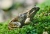 Frosch.jpg