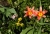 Blüten 2.jpg