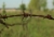 Meyer-Optik 1.jpg