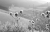 disteln_schwarzwald_111265.jpg
