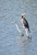 DSC_2215a.JPG