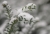 12_03 Schnee01.JPG