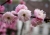 mandelblüten-01.jpg