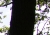 samyang-20-12-gegenlichttest-1a.jpg