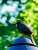 Amsel1.jpg