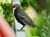 Amsel2.jpg