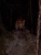 Fuchs bei Nacht.jpg