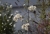 IMG_4669_Sinaron_N_180_f5.6.jpg