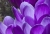 IMG_4803_1zu1_Crop_ICA_Dominar_180mm_bei_f8.jpg