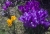 IMG_4803_ICA_Dominar_180mm_bei_f8.jpg