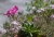 IMG_5445_Frage_Plasmat_oder_Dialyt.jpg
