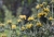 IMG_5671_Rodagon180_f5.6_verkleinert.jpg
