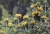 IMG_5676_Sironar180N_f5.6_verkleinert.jpg