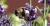 lavendel.jpg