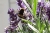 lavendel2.jpg