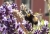 lavendel3.jpg