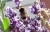 lavendel4.jpg