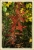 Herbstfarben 2019 B+Z.jpg