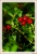 Preiselbeeren B+Z.jpg