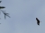 greifvogel.jpg