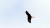 greifvogel2.jpg
