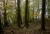 Herbstwald_1.jpg