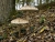 Parasol_5.jpg