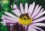 Lasioglossum Politum_1.jpg