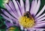 Lasioglossum Nitidulum_1.jpg