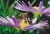 Lasioglossum Leucozonium.jpg