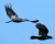 IMGP6653_800.JPG