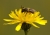 Lasioglossum_01.jpg