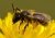 Lasioglossum_02.jpg