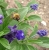 IMG_20200828_144355_Hummel.jpg