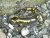 Salamander3_070799.jpg