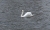 schwan.jpg