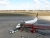 tegel05.jpg