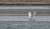 startender Singschwan_NIK3623-Verbessert.jpg