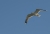 Möwe 1.jpg