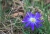 Blaue Blume_NIK4122..jpg