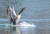 wassernde Graugans_NIK4092.jpg