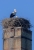 Storch1_NIK4368.jpg