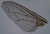Fliegenflügel 2.jpg