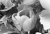 Tulpe 2.jpg