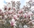 magnolie-10.jpg